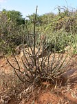 Euphorbia scheffleri PV2476 Ghazi GPS163 Kenya 2012_PV0236.jpg